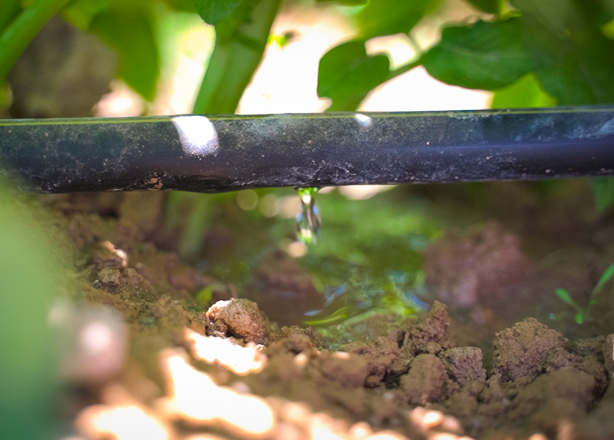 Antes de llegar a nuestra mesa, todo comienza con el agua