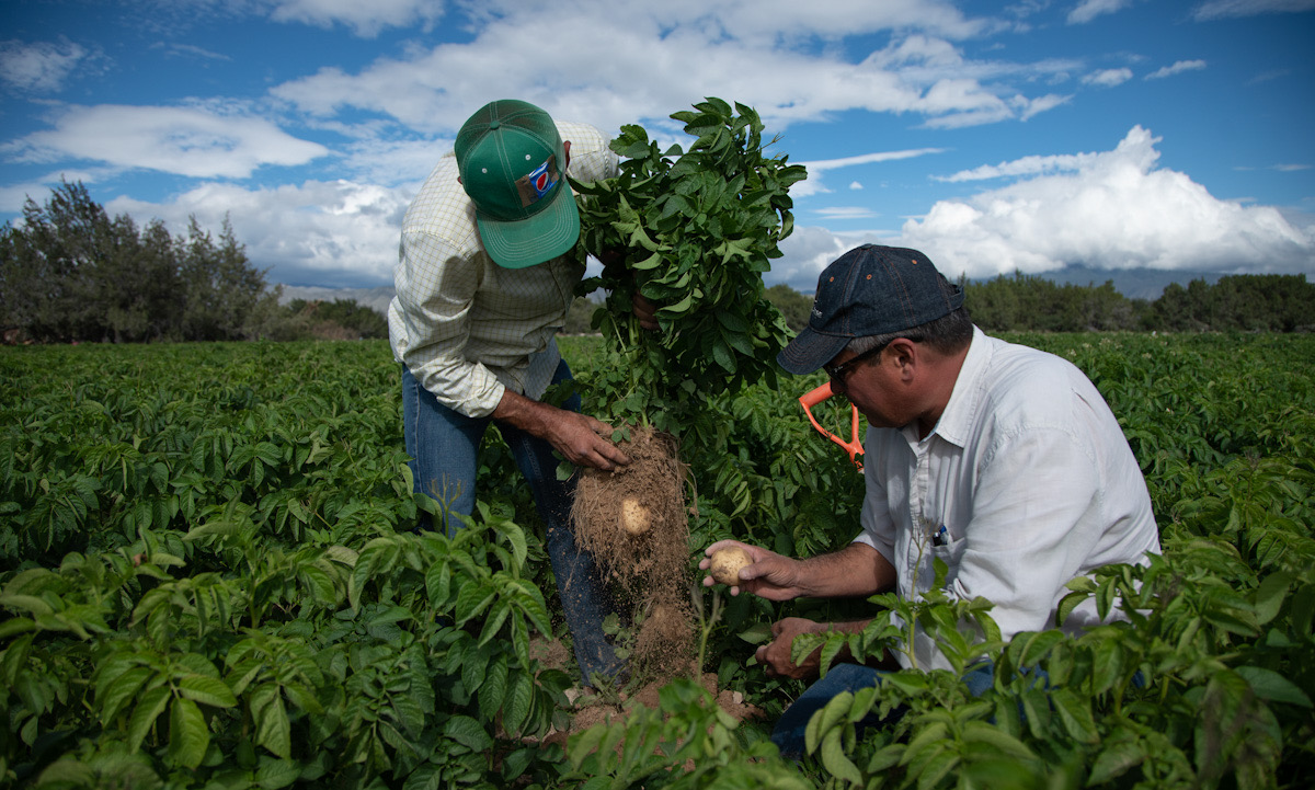 Two farmers looking at a potato crop