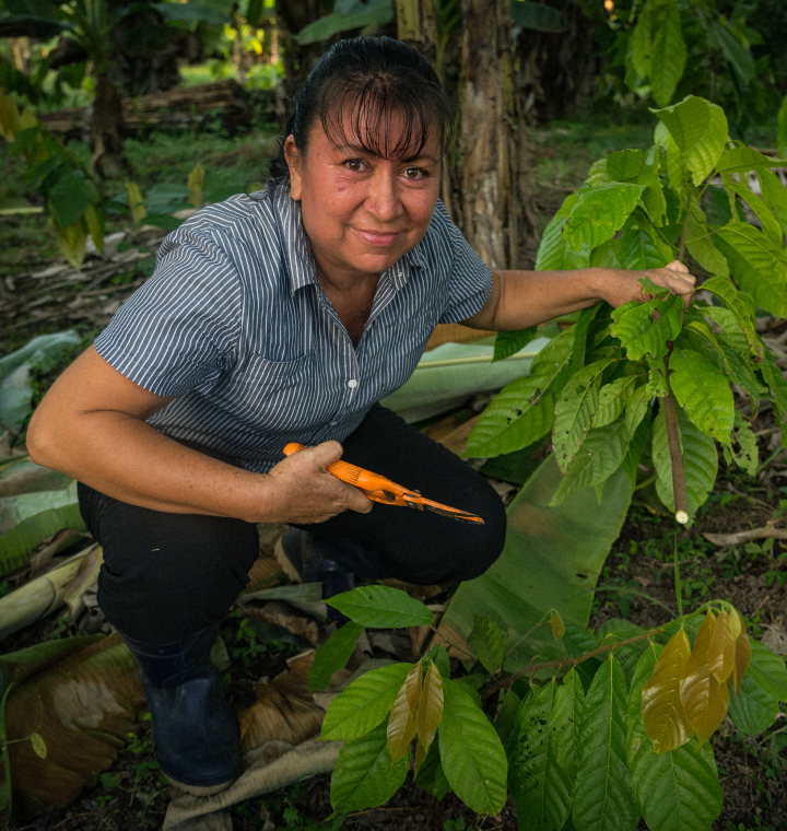 Woman pruning leaves off a plant