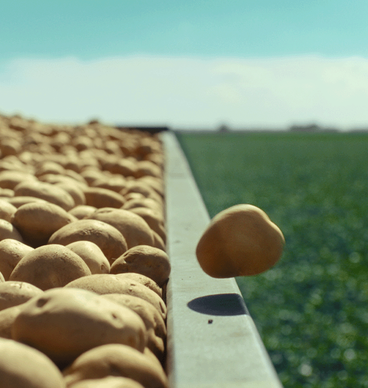 Potato falling out of a container in a farming field