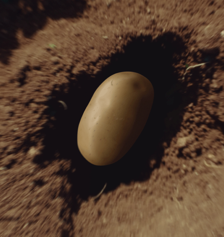Potato sitting in a dirt hole