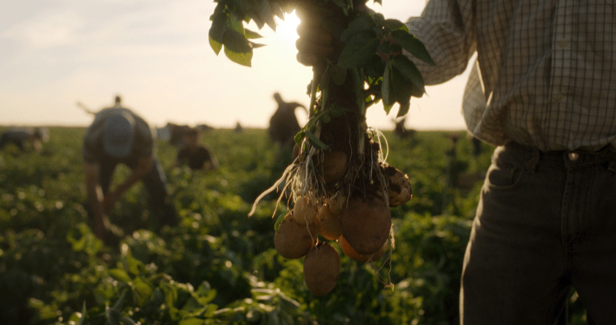Worker holding freshly harvested potatoes in a field